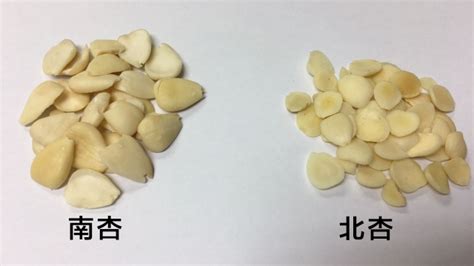 杏子是什麼|南北杏｜南杏北杏3分別 為何經常一齊用？吃錯可致休克點揀靚杏